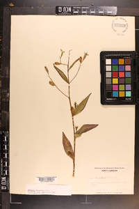 Ludwigia decurrens image