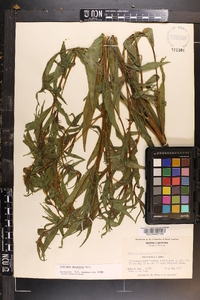 Ludwigia decurrens image