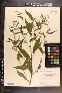 Ludwigia decurrens image