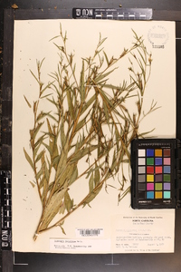 Ludwigia decurrens image