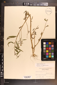 Ludwigia decurrens image