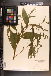 Ludwigia decurrens image