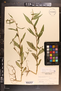 Ludwigia decurrens image