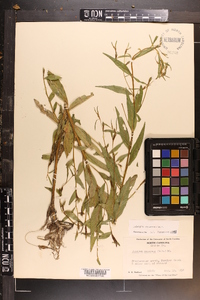 Ludwigia decurrens image