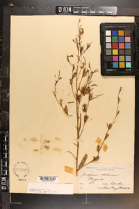 Ludwigia decurrens image