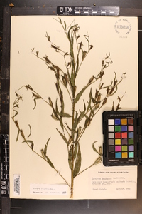 Ludwigia decurrens image