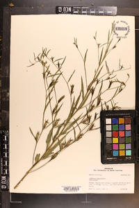 Ludwigia decurrens image