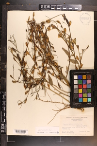 Ludwigia decurrens image