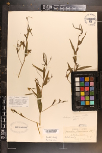 Ludwigia decurrens image