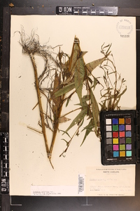 Ludwigia decurrens image