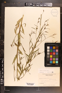 Ludwigia decurrens image
