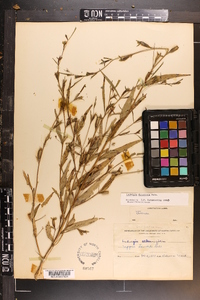 Ludwigia decurrens image