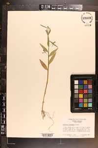 Ludwigia decurrens image