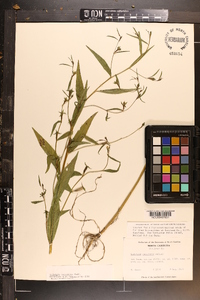 Ludwigia decurrens image