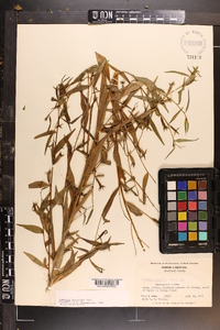 Ludwigia decurrens image