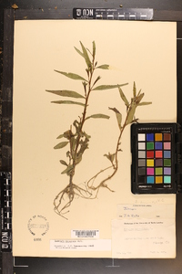 Ludwigia decurrens image