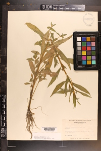 Ludwigia decurrens image