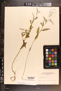 Ludwigia decurrens image