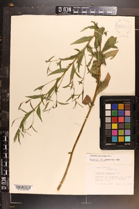 Ludwigia decurrens image