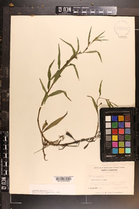 Ludwigia decurrens image