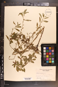 Ludwigia glandulosa image