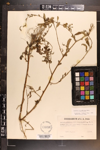 Ludwigia glandulosa image