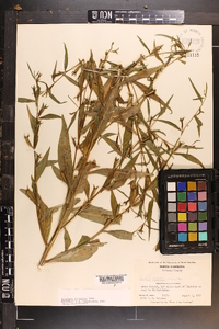 Ludwigia decurrens image