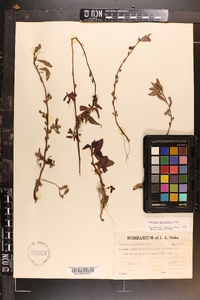 Ludwigia glandulosa image