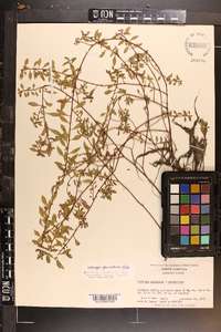 Ludwigia glandulosa image