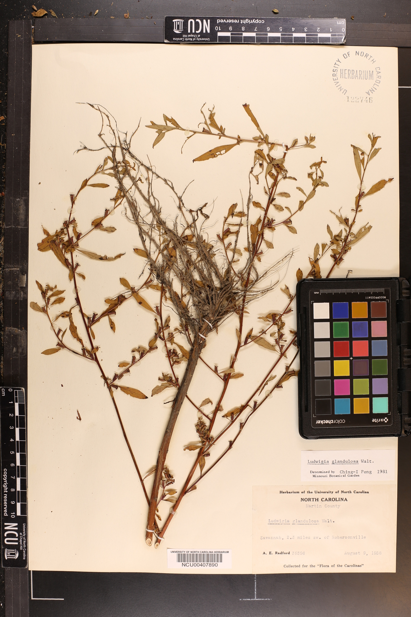 Ludwigia glandulosa image