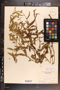 Ludwigia glandulosa image