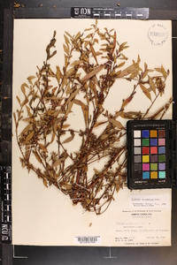 Ludwigia glandulosa image