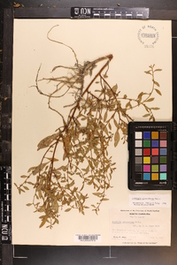 Ludwigia glandulosa image