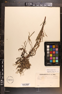 Ludwigia linearis image