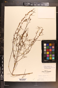 Ludwigia linearis image