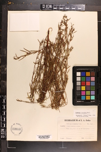 Ludwigia linearis image