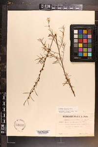 Ludwigia linearis image