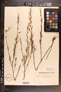 Ludwigia linearis image