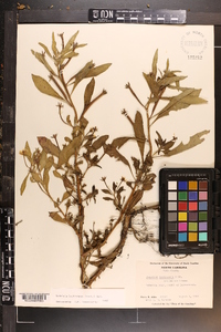 Ludwigia leptocarpa image