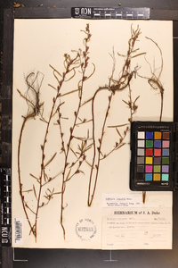 Ludwigia linearis image