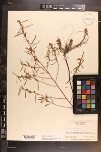 Ludwigia linearis image