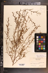 Ludwigia linearis image