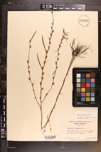 Ludwigia linearis image