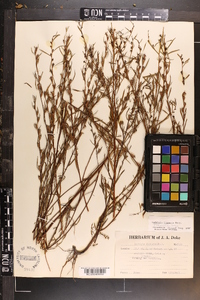 Ludwigia linearis image