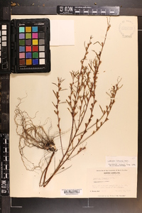 Ludwigia linearis image