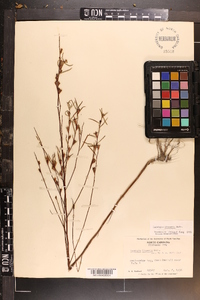 Ludwigia linearis image