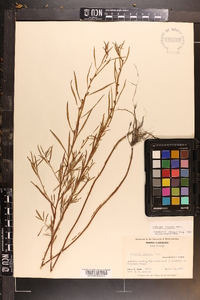 Ludwigia linearis image