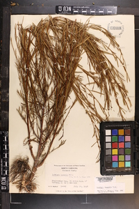 Ludwigia linearis image