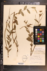 Ludwigia maritima image