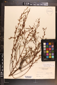 Ludwigia linearis image